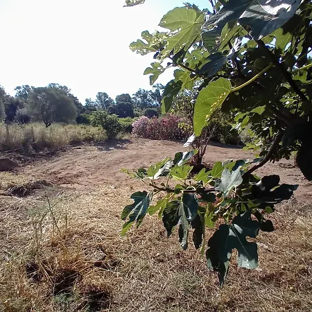 La Maison Sous Les Oliviers Casa D'iloa Semesterbostad
