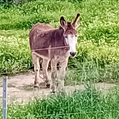 La Maison Sous Les Oliviers Casa D'iloa * 포르토베쉬오
