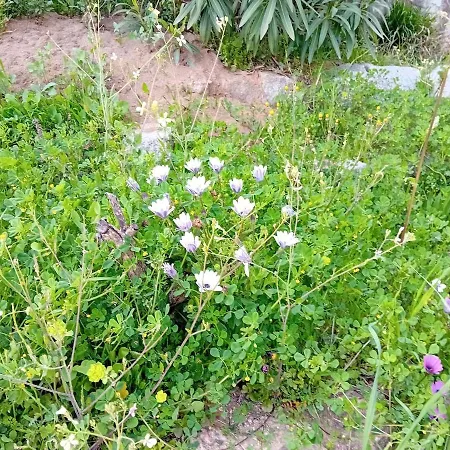 Vakantiehuis La Maison Sous Les Oliviers Casa D'iloa