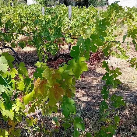 La Maison Sous Les Oliviers Casa D'iloa *