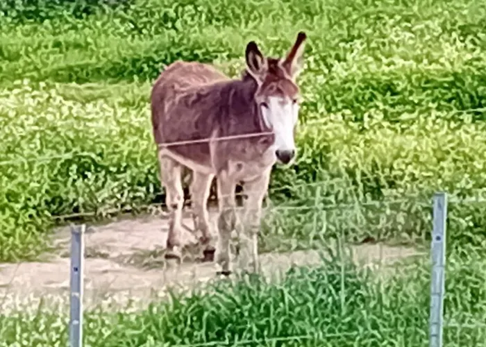 La Maison Sous Les Oliviers Casa D'iloa * ポルトヴェッキオ