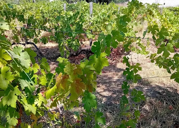 La Maison Sous Les Oliviers Casa D'iloa * ポルトヴェッキオ