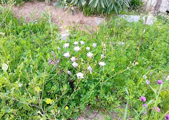 別荘 La Maison Sous Les Oliviers Casa D'iloa